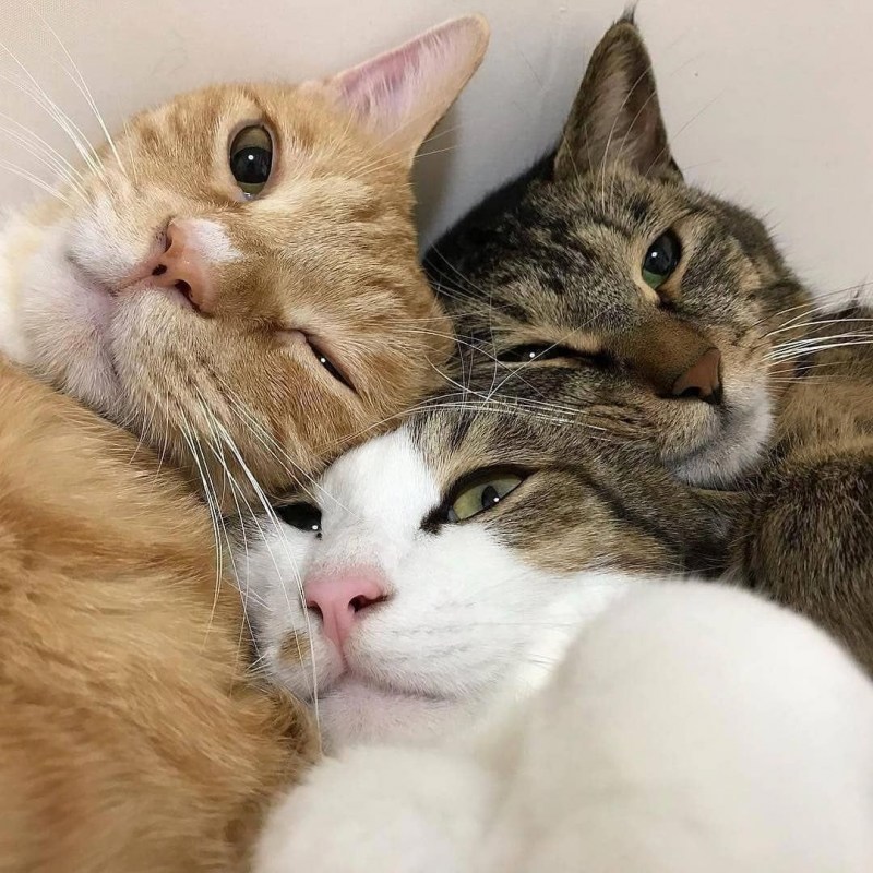 Три кошки