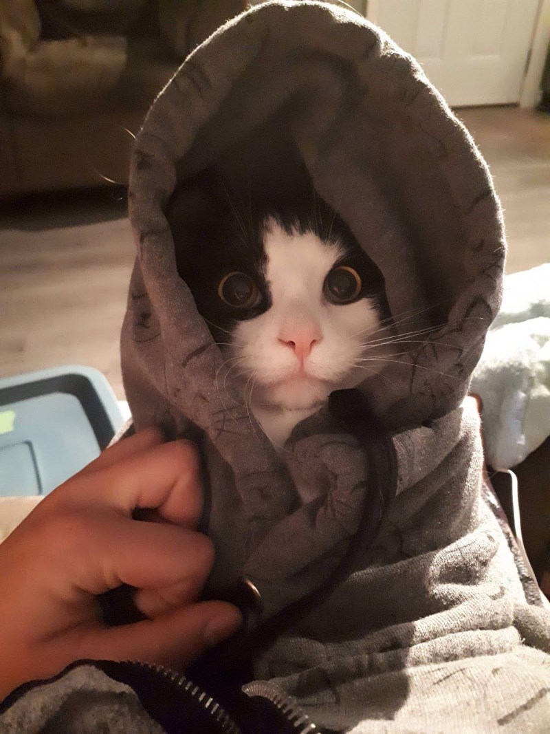 Два рыжих котенка