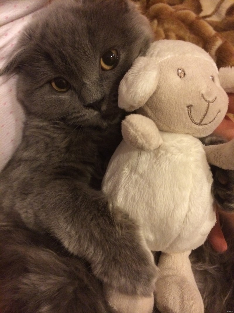 Смешные кошки парочки