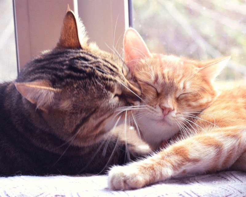Котенок и Совенок