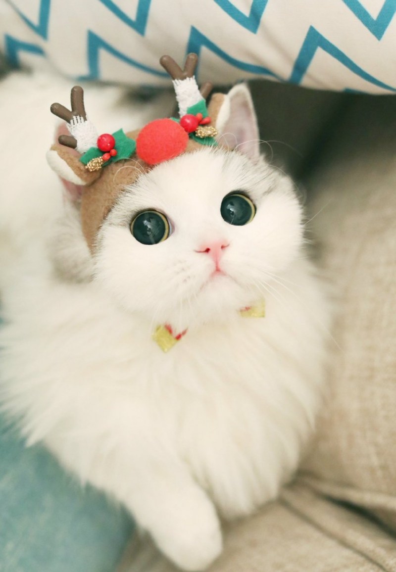 Милый смешной котик