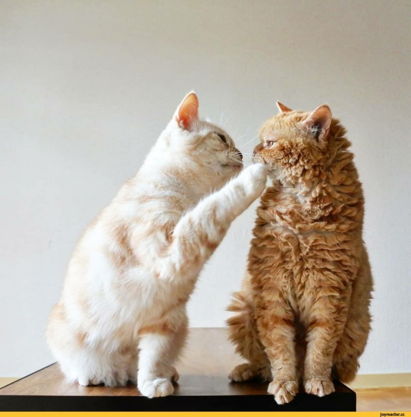 Милые котёнки