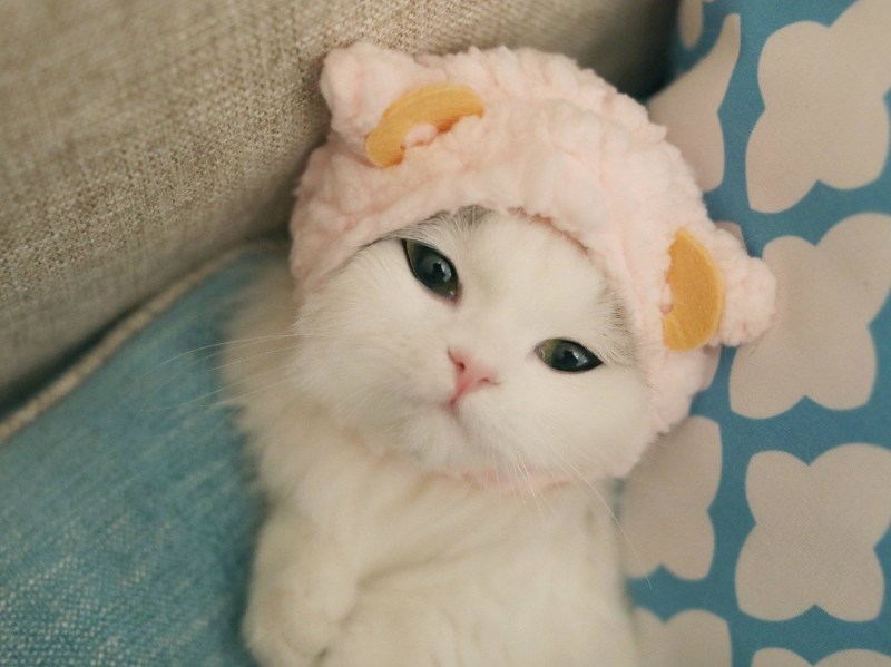 Котэ милота