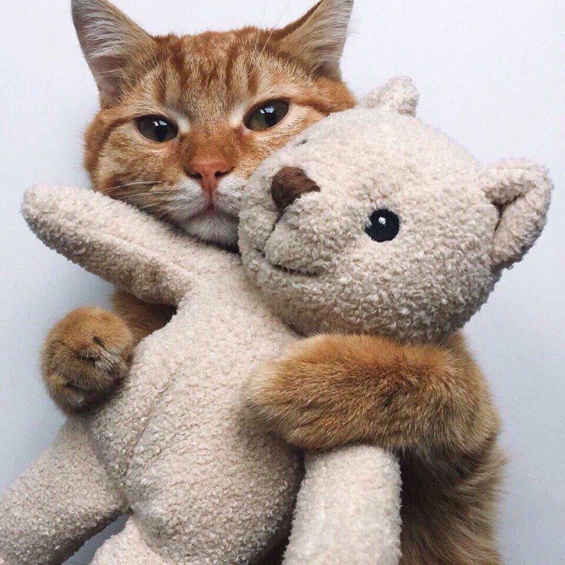 Котята милота