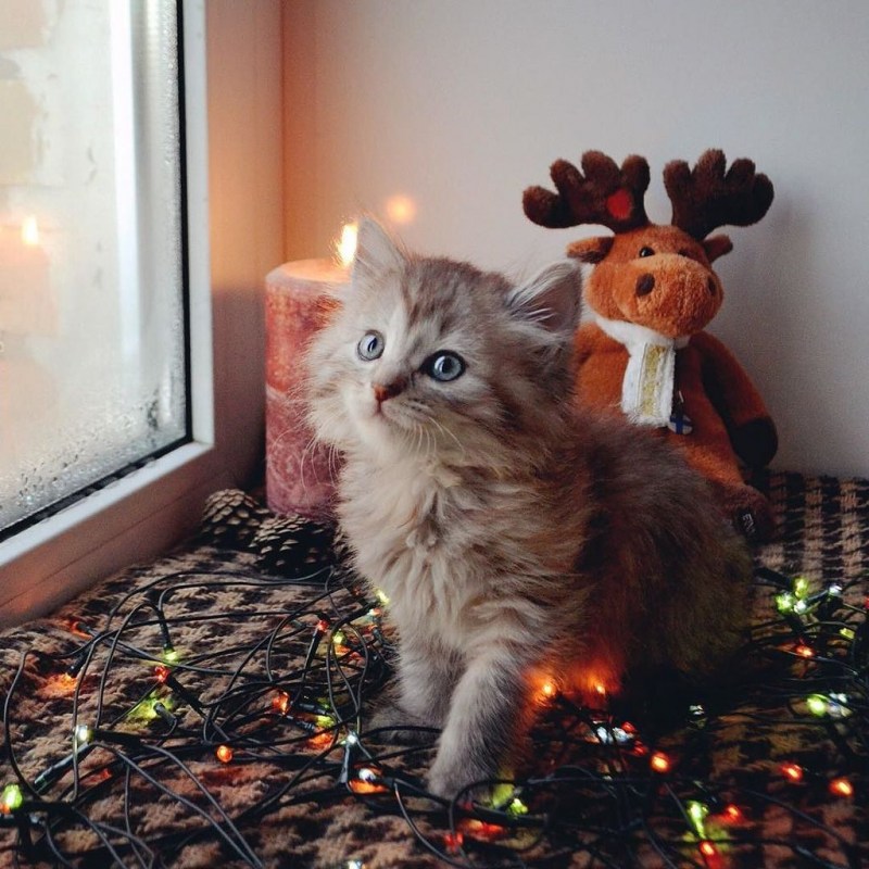 Няшные котики