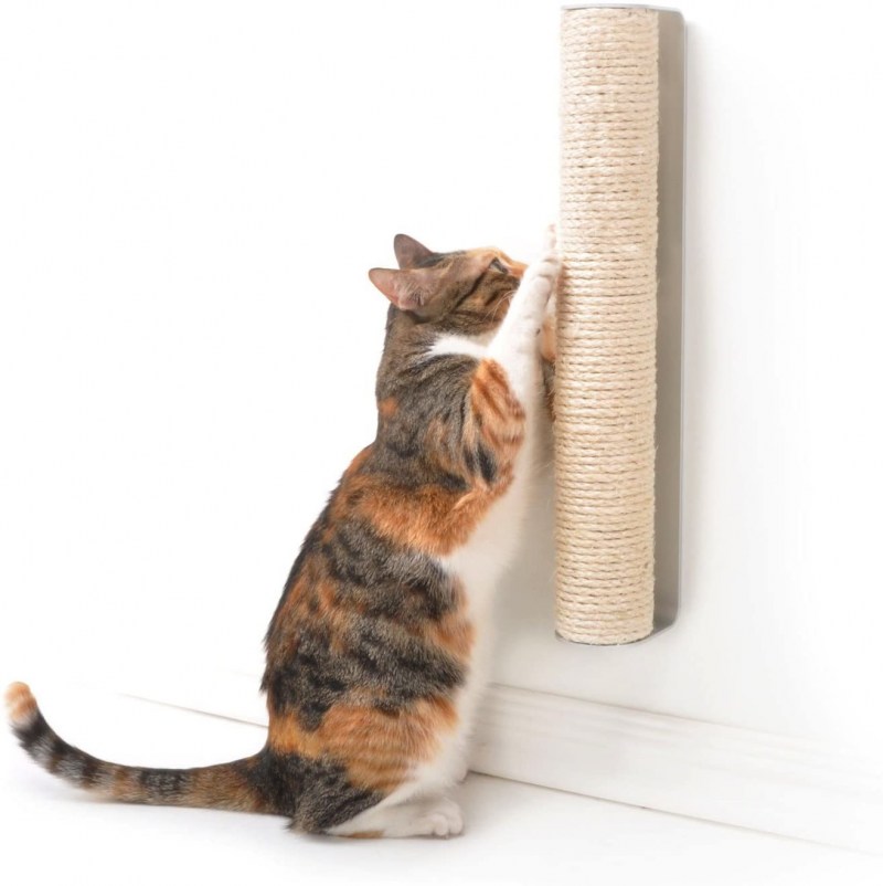 Diversity Cat