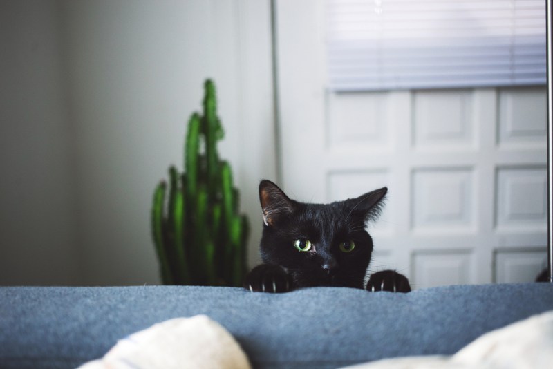 Кошка с когтеточкой