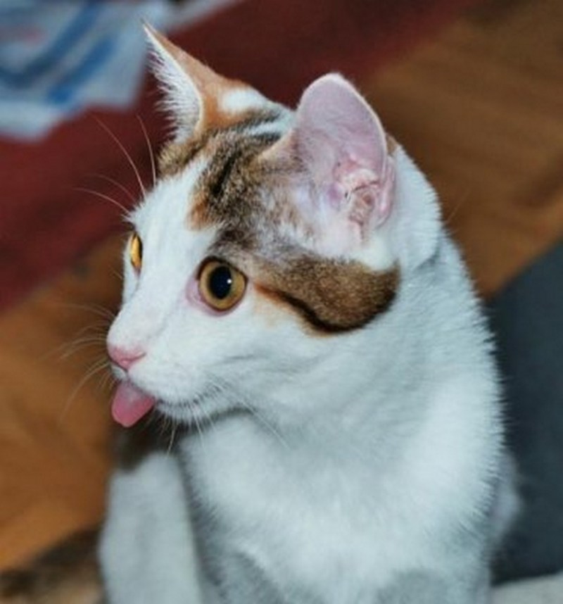 Кошка кусает руку