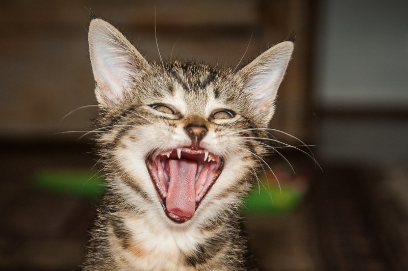 Котик с высунутым языком