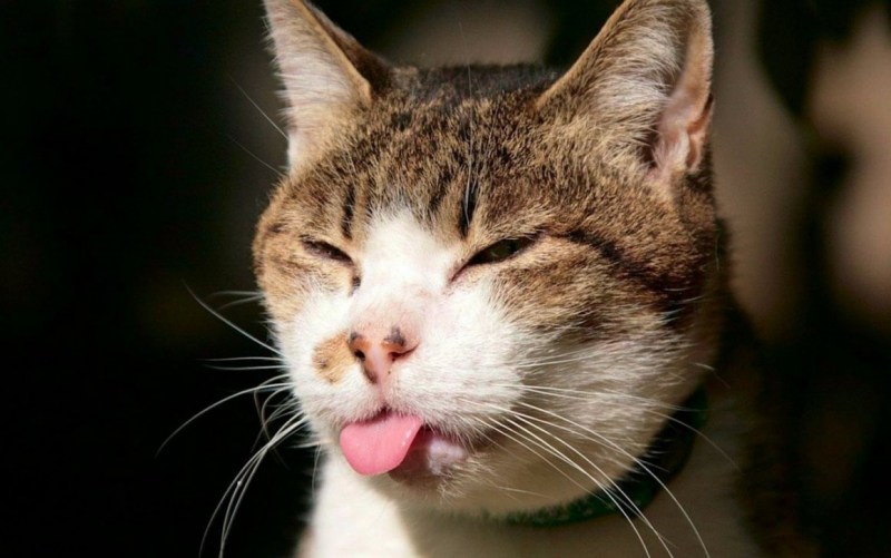 Котенок с высунутым языком