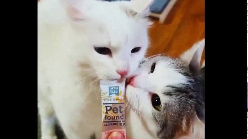 Котик с высунутым языком