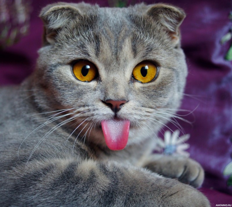 Кот с высунутым языком