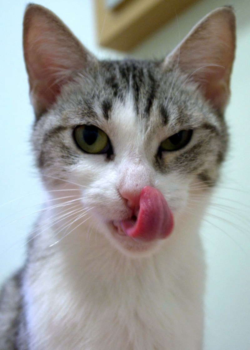 Котенок с высунутым языком
