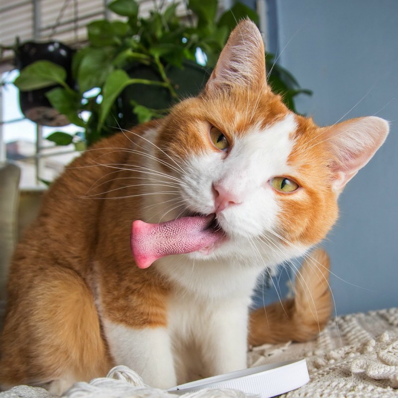 Котик кусает за язык другого котика