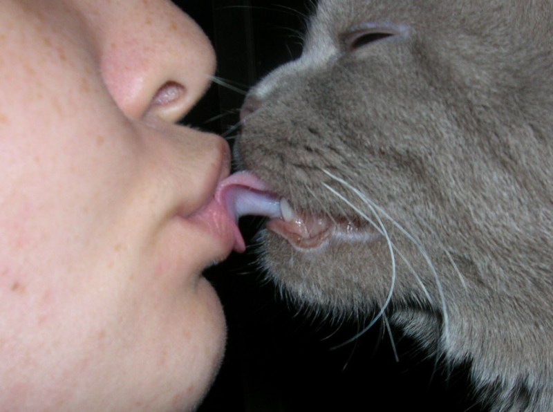 Кота за язык