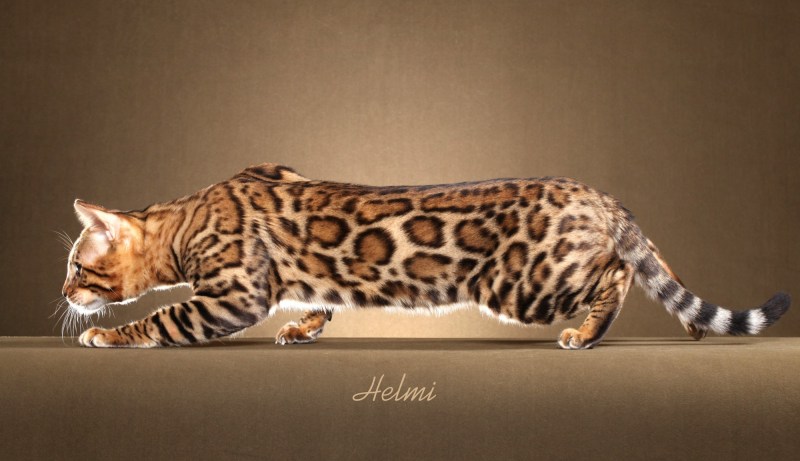 Кошка пятнистая Бенгальская