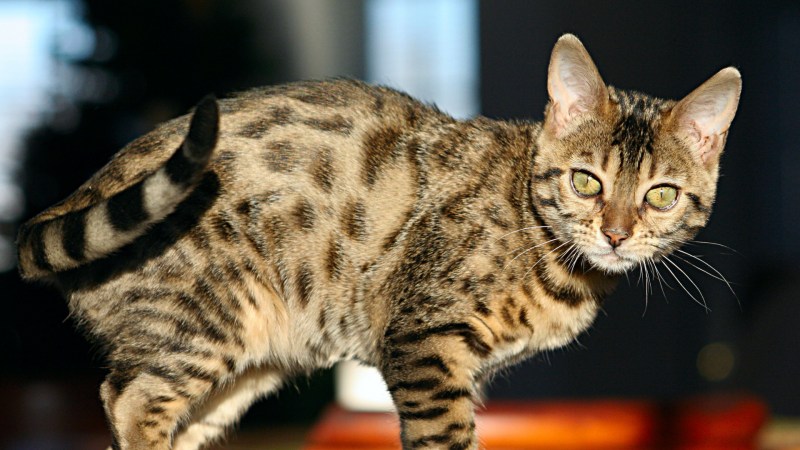 Бенгальский кот