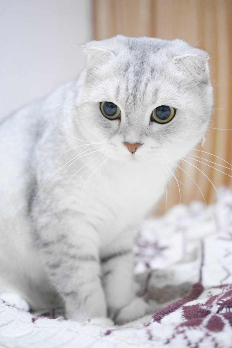Вислоухий кот раскраска - 71 фото