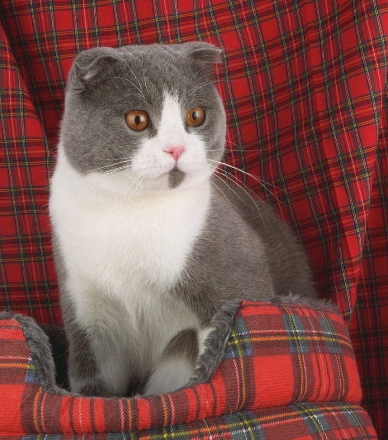 Серо белый вислоухий кот