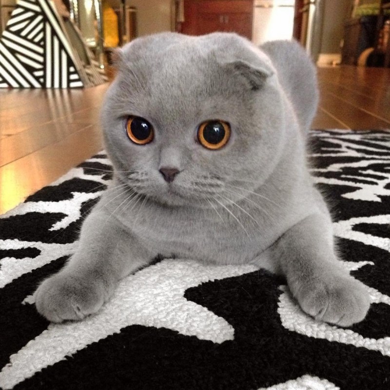 Шотландская вислоухая кошка серая