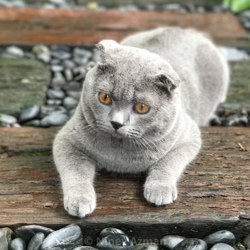 Вислоухие гладкошерстные кошки