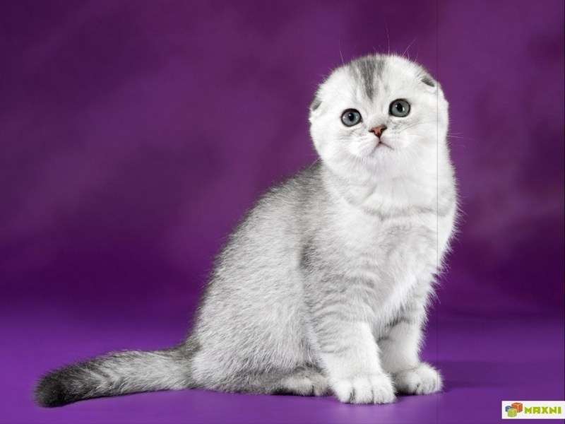 Шотландская вислоухая кошка белая