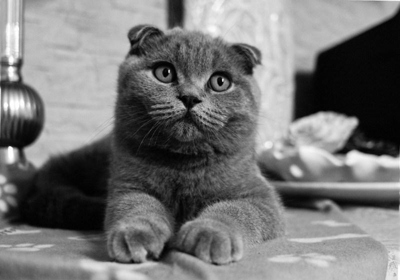 Скотланд фолд коты