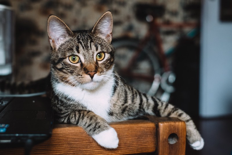 Шотландский скоттиш страйт полосатый