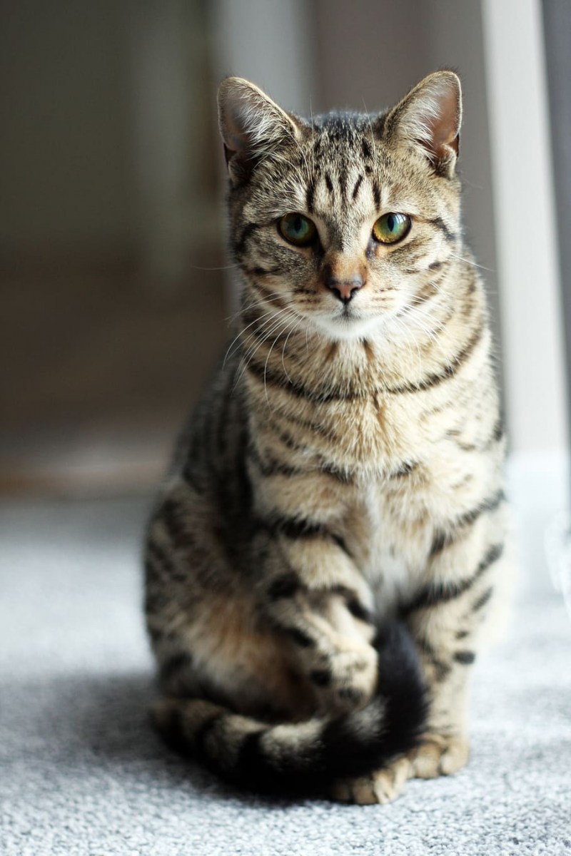 Котята британцы полосатые
