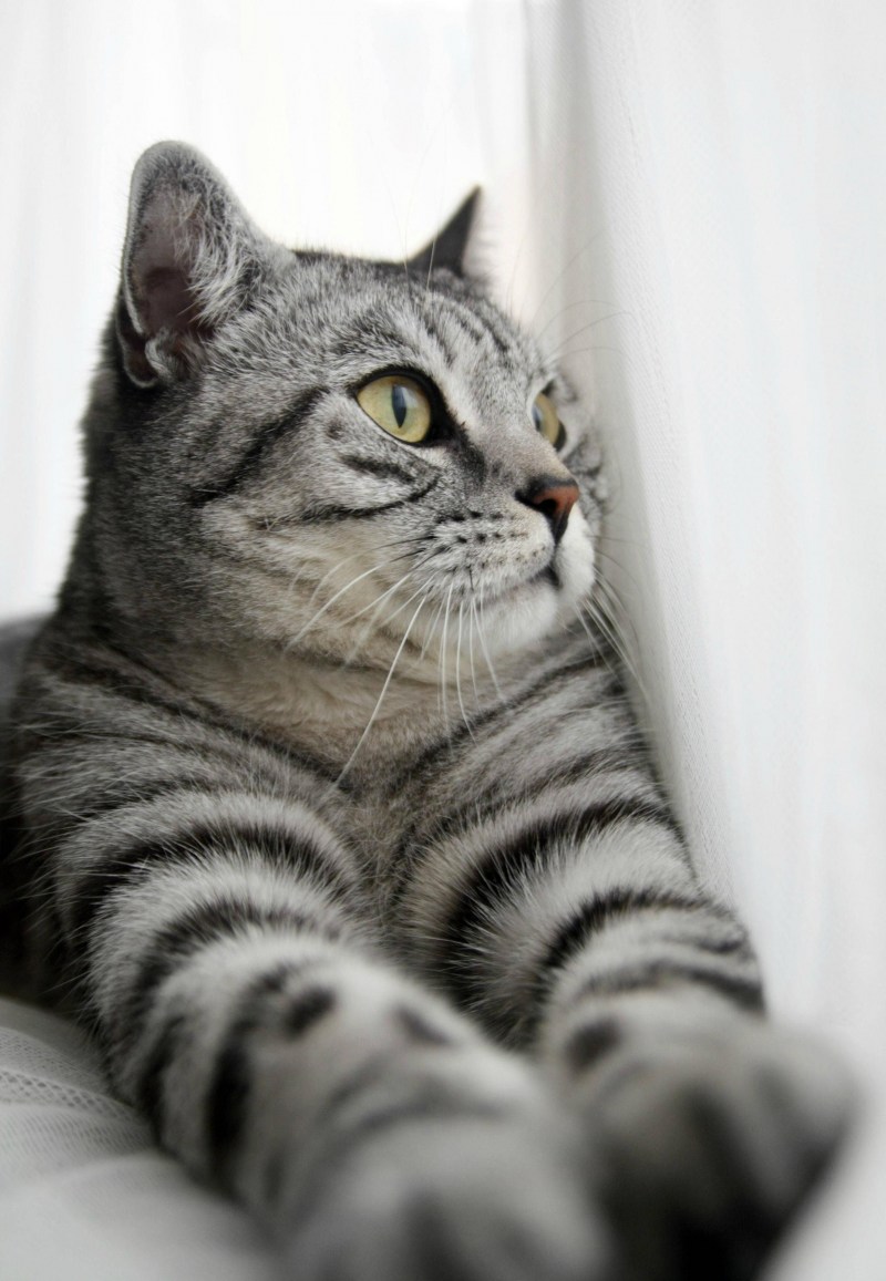 Британский короткошерстный кот полосатый