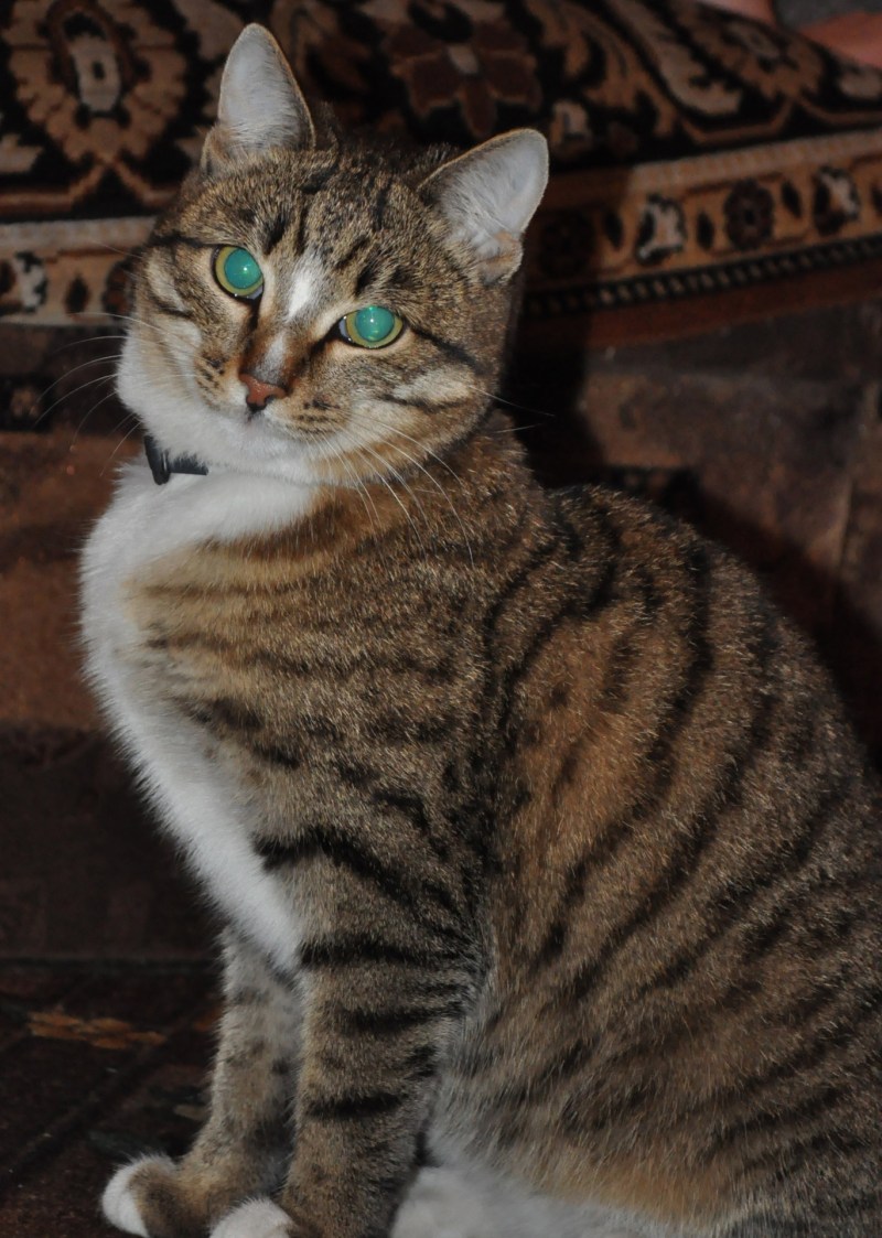Европейская короткошерстная кошка