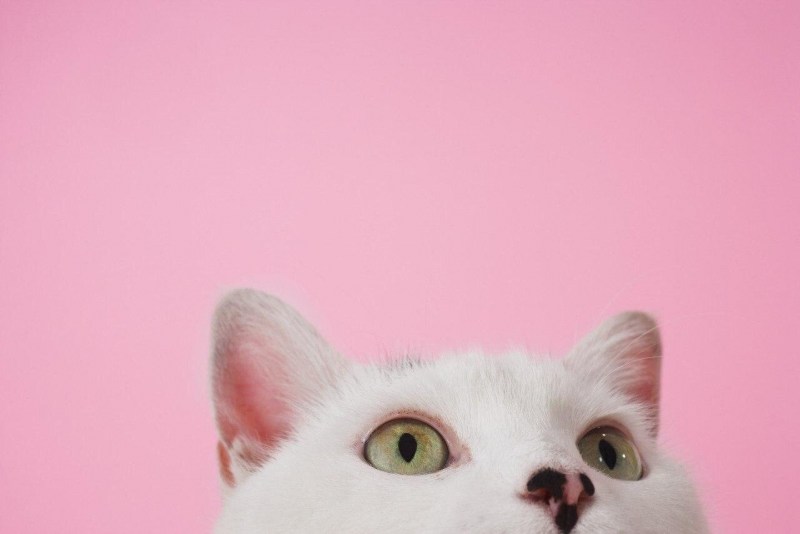 Котик на розовом фоне