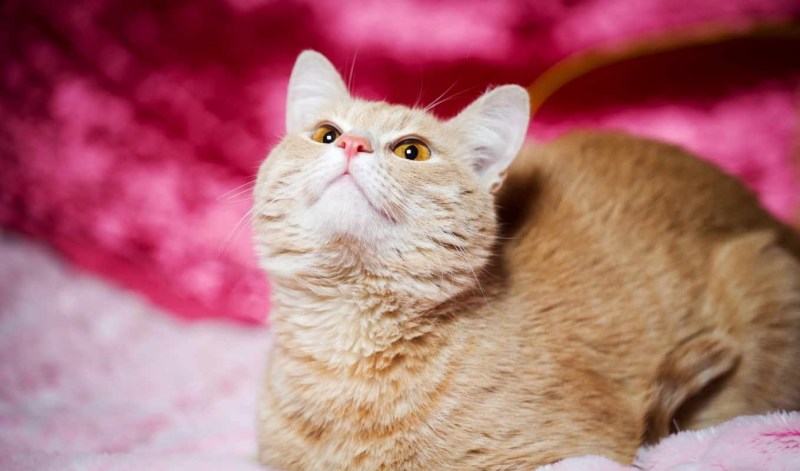 Коты на розовом фоне