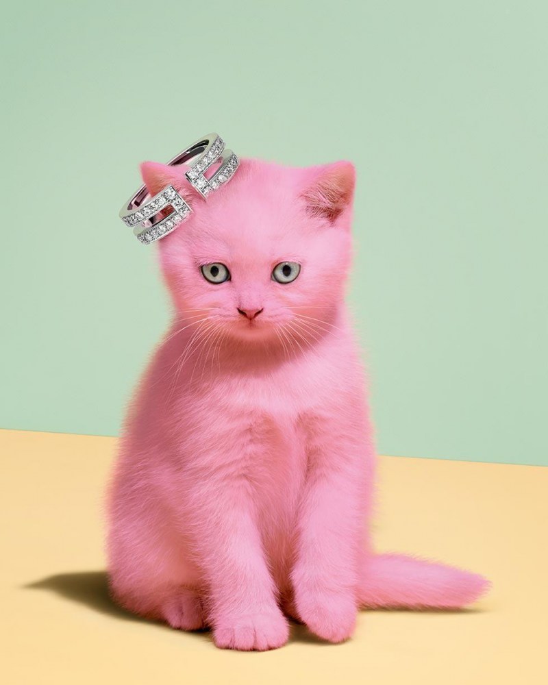 Розовые котейки