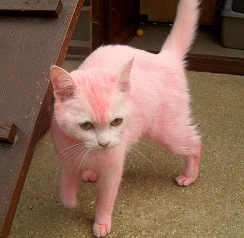 Кошка розового цвета