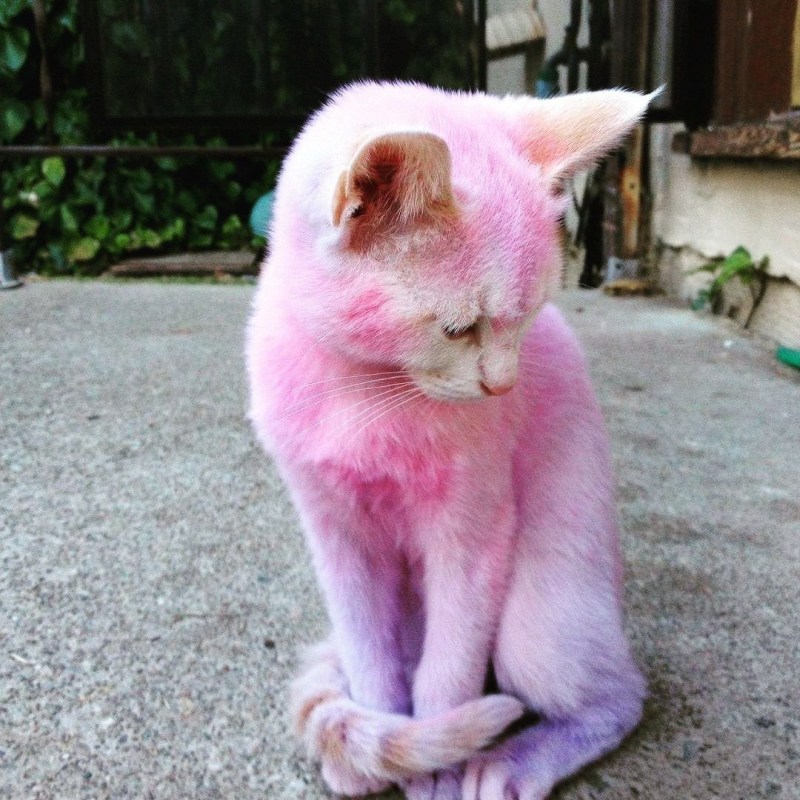 Кот розового цвета