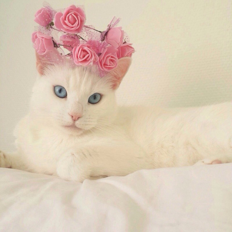 Кошка с бантиком