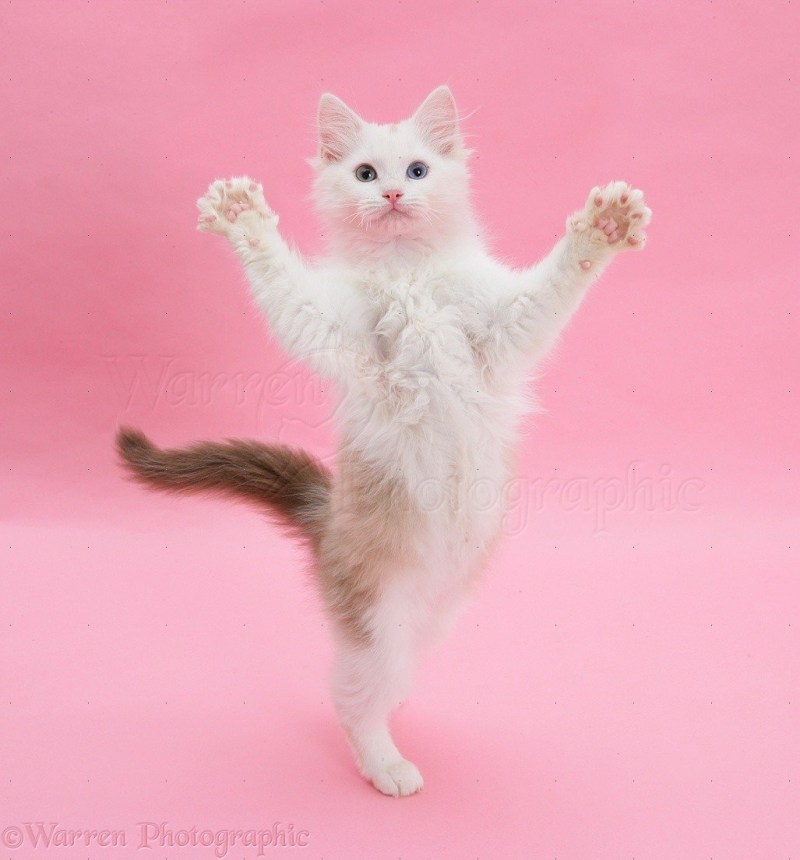Розовый котик