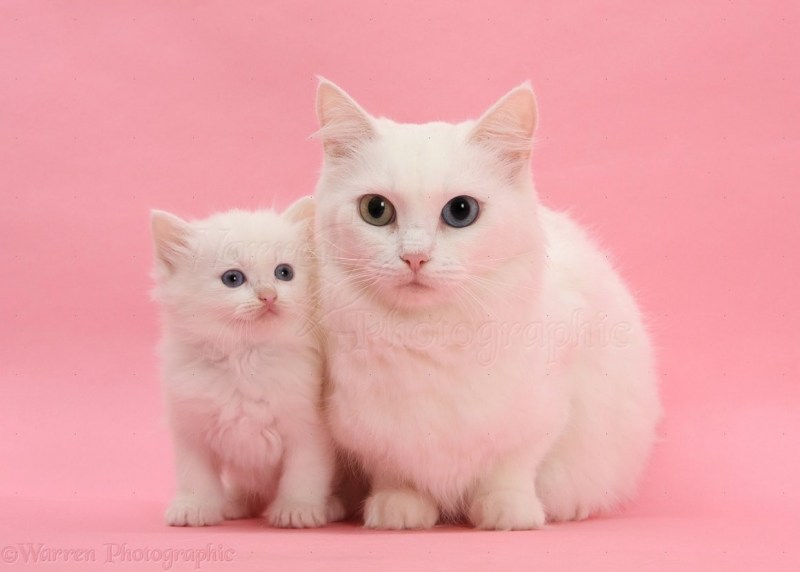 Розовая кошечка