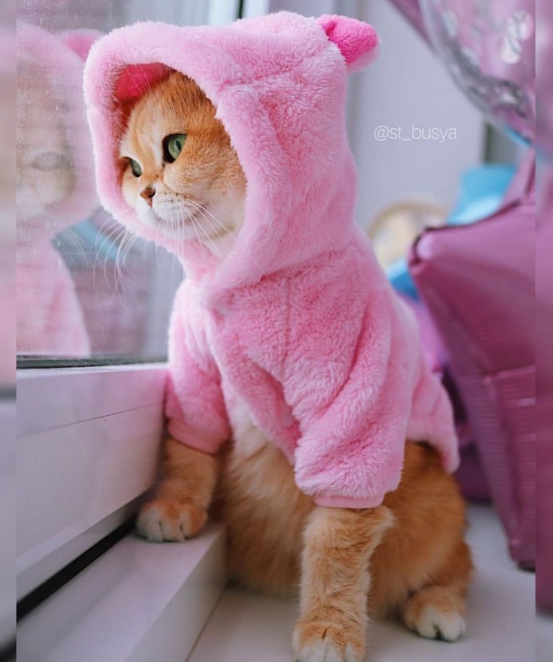 Милый розовый котик