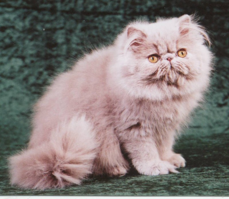 Персидская кошка
