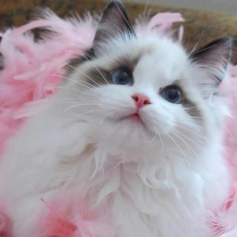 Розовая кошка