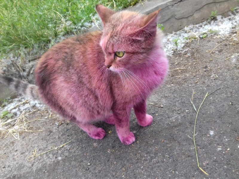 Розовый толстый кот