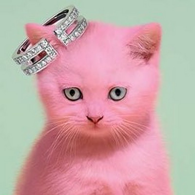 Кошка розового цвета