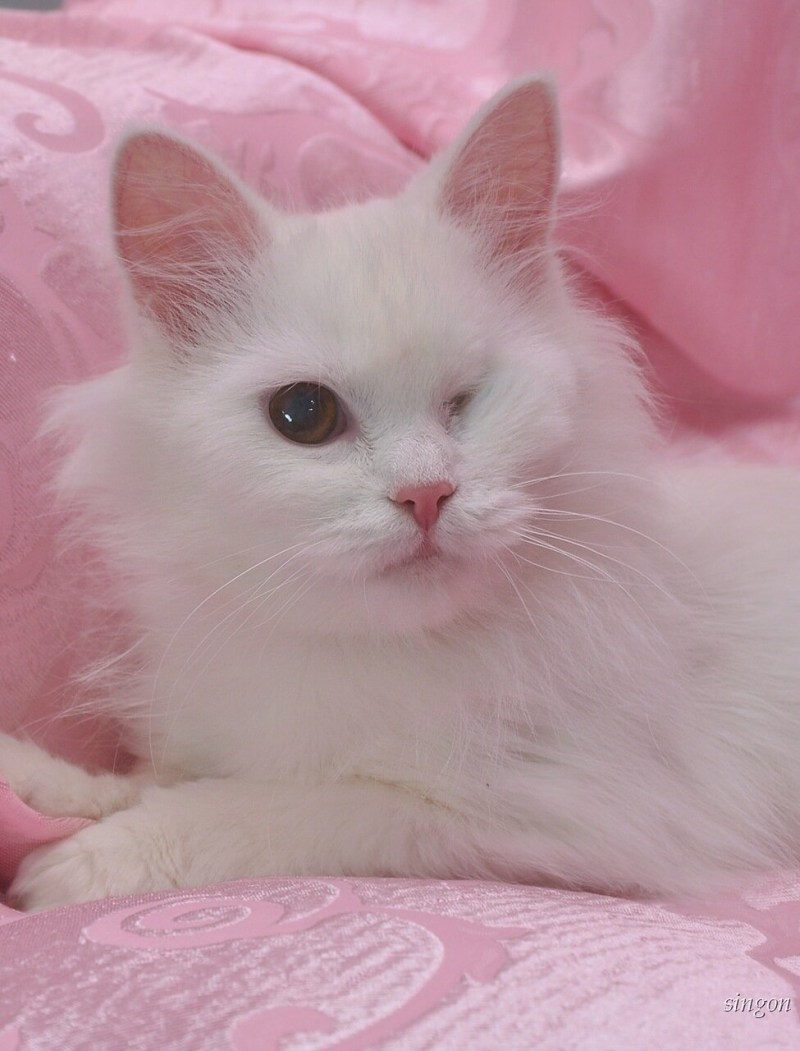 Розовый котенок