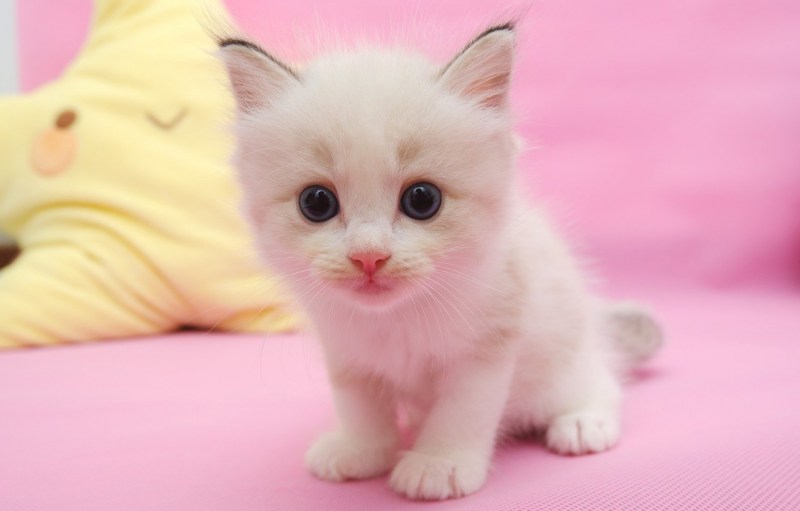 Кошки маленькие