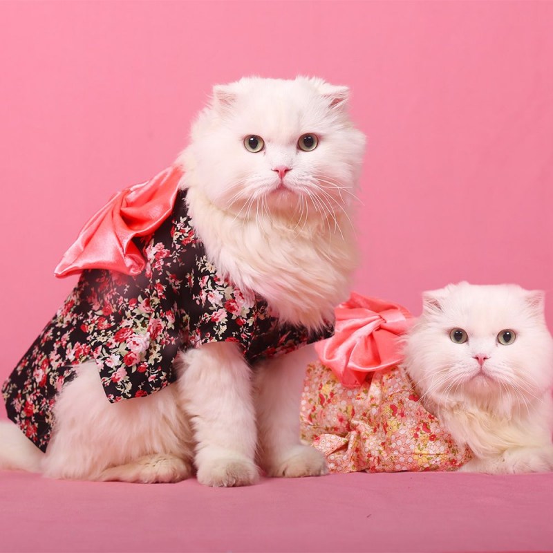 Кошка в платье