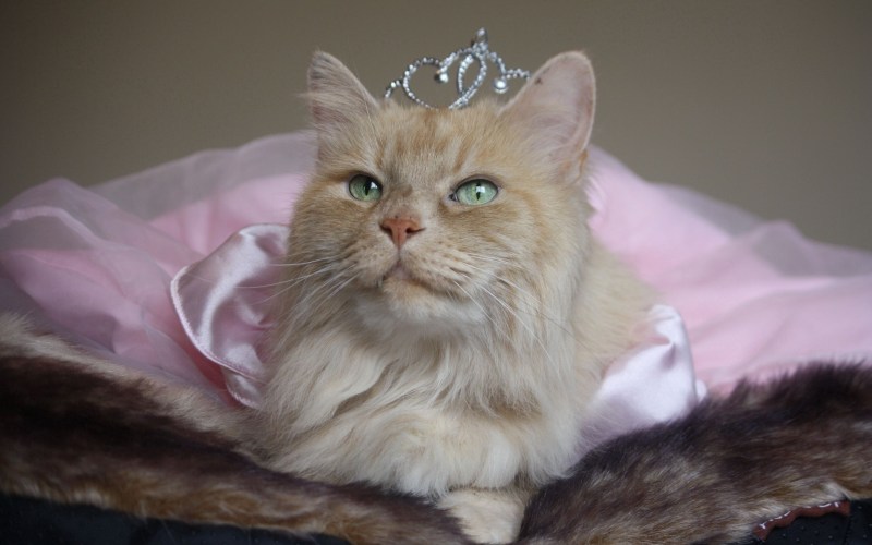 Кошечка с короной