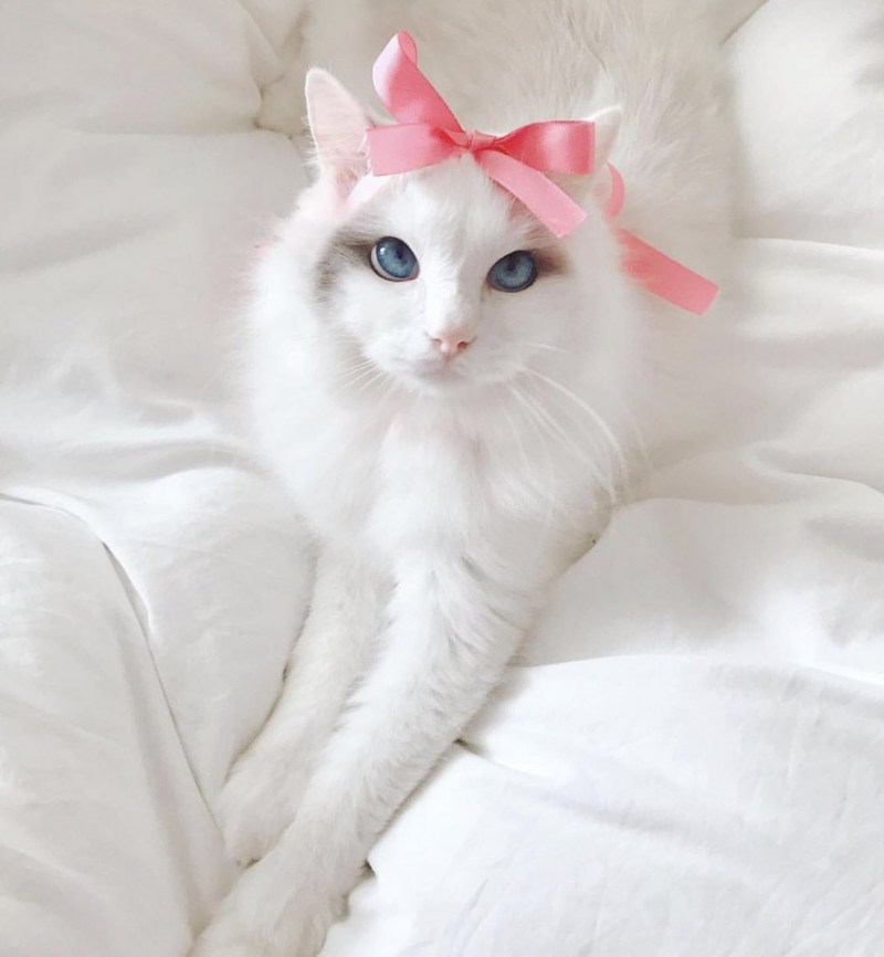 Розовый котик