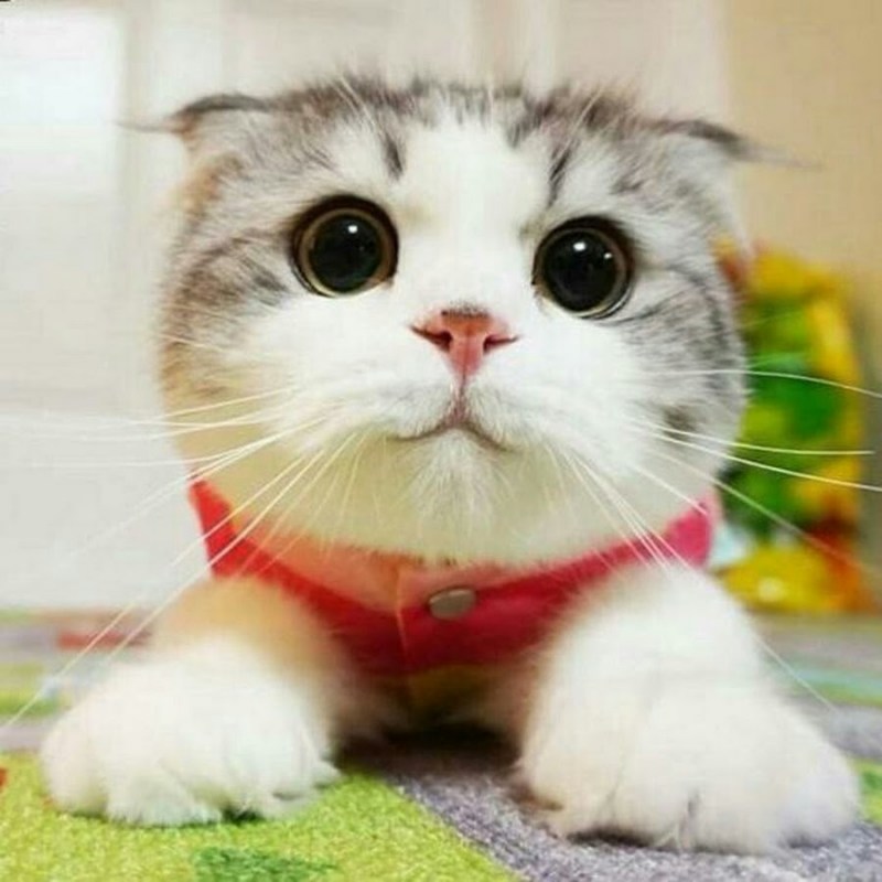 Милый кот
